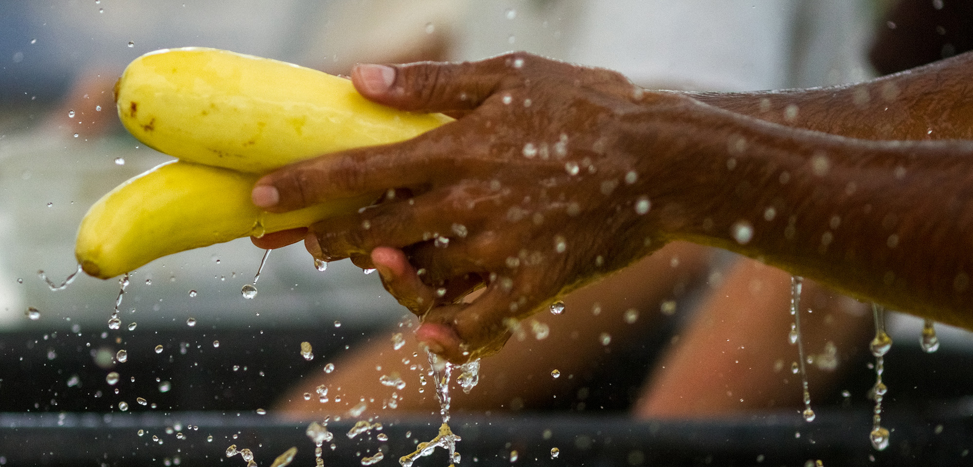 A pair of hands washing a yellow vegetable in running water