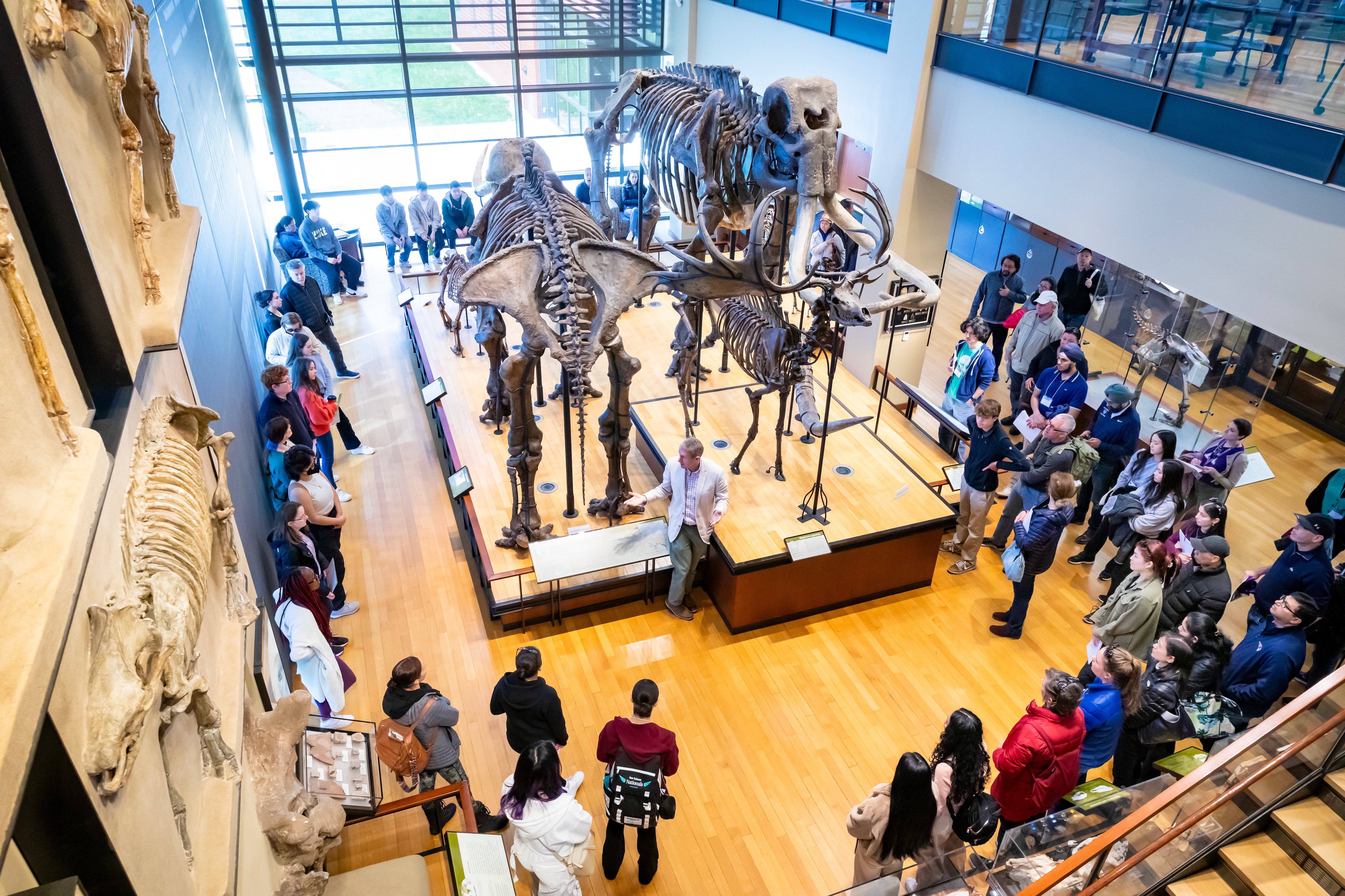 People gather around a display of a mammoth skeleton in the Beneski Museum of Natural History at Amherst College.