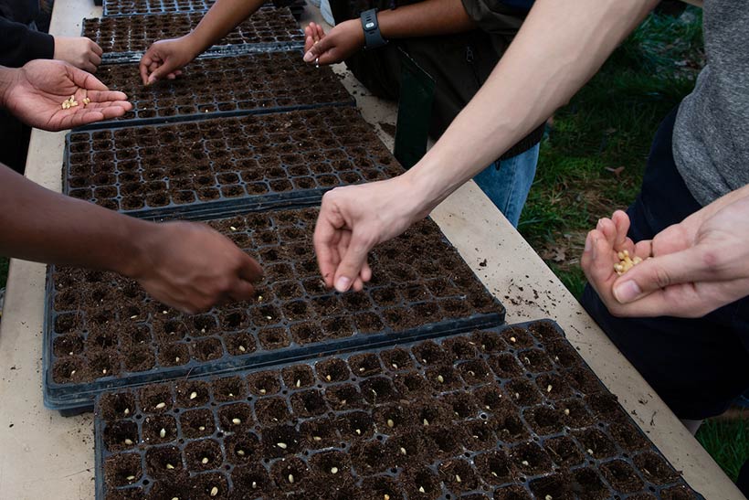 Close-up of hands planting seeds in flats