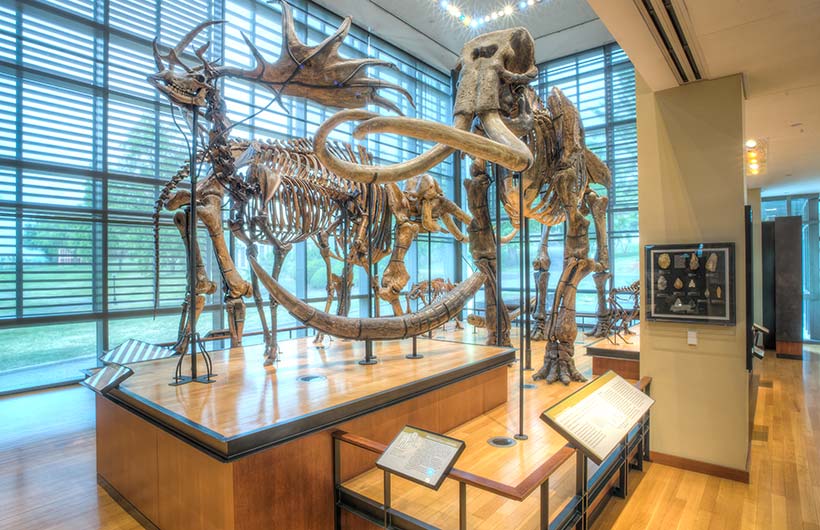Mammoth in Beneski Museum