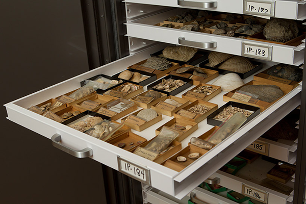 a drawer containing fossils