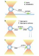 Optical Tweezers Experimental Setup