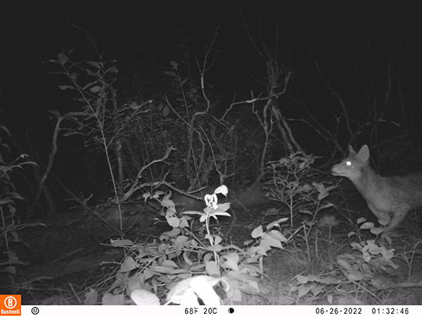 A night vision camera still of a deer in the woods