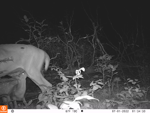 A night vision camera still of a deer in the woods