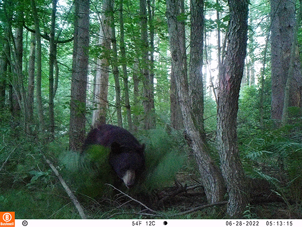 A camera still of a bear walking in the woods