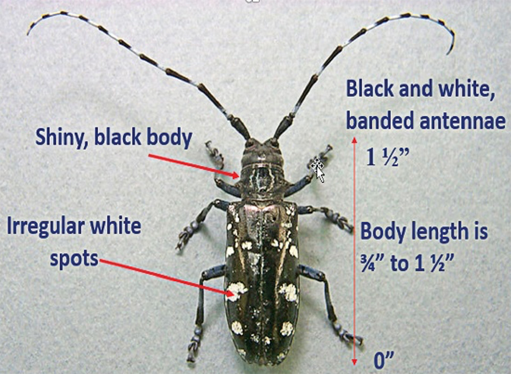 A photo of a beetle with long antenae