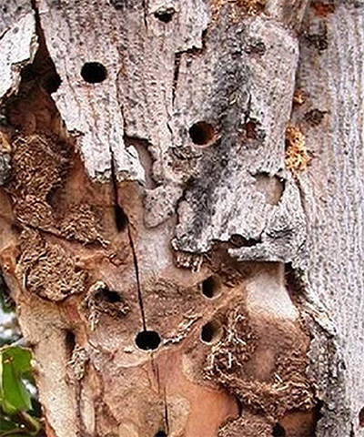 A tree with many holes in it