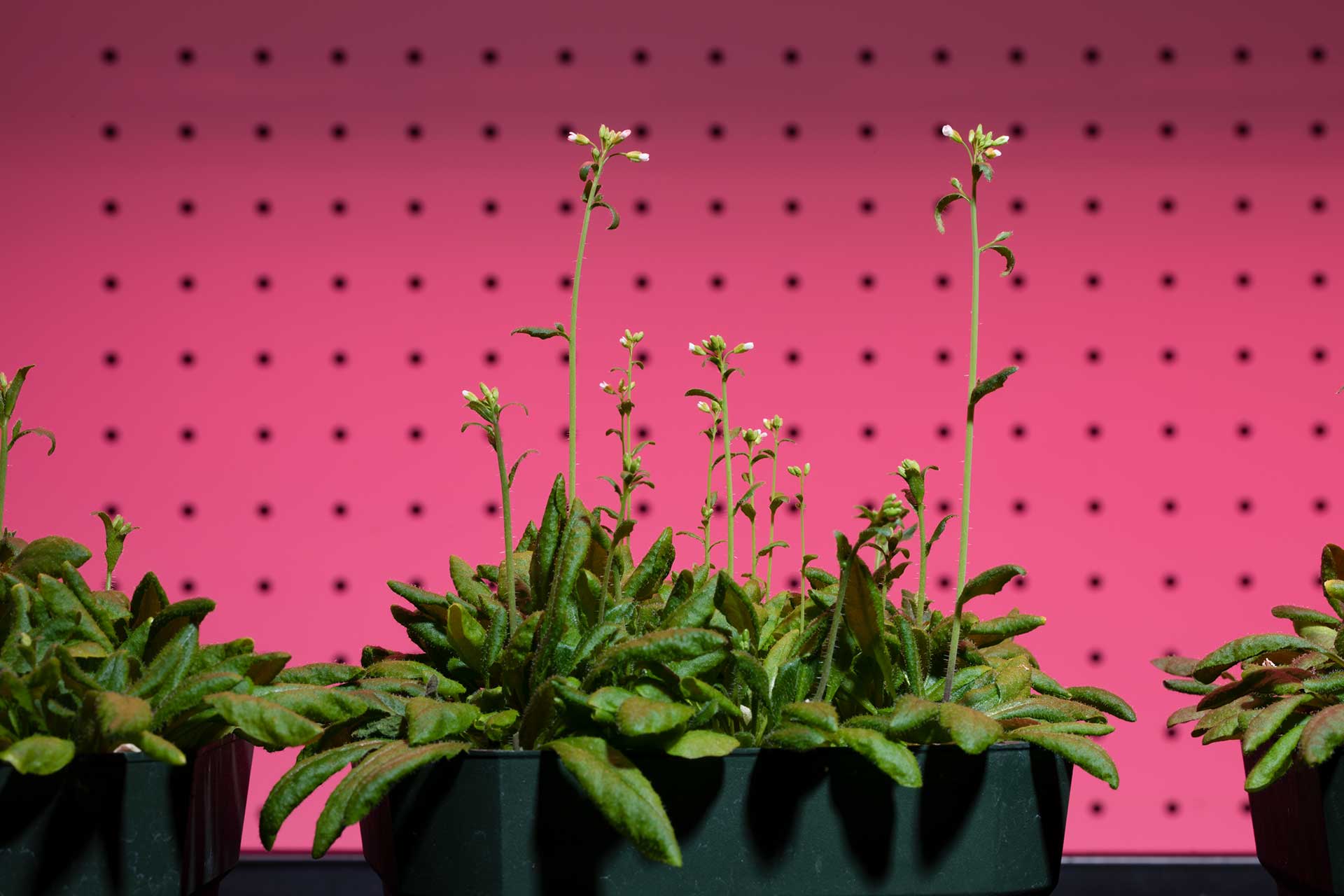 Plants used in research by Jeeyon Jeong, Assistant Professor of Biology in her lab at the Science Center. 