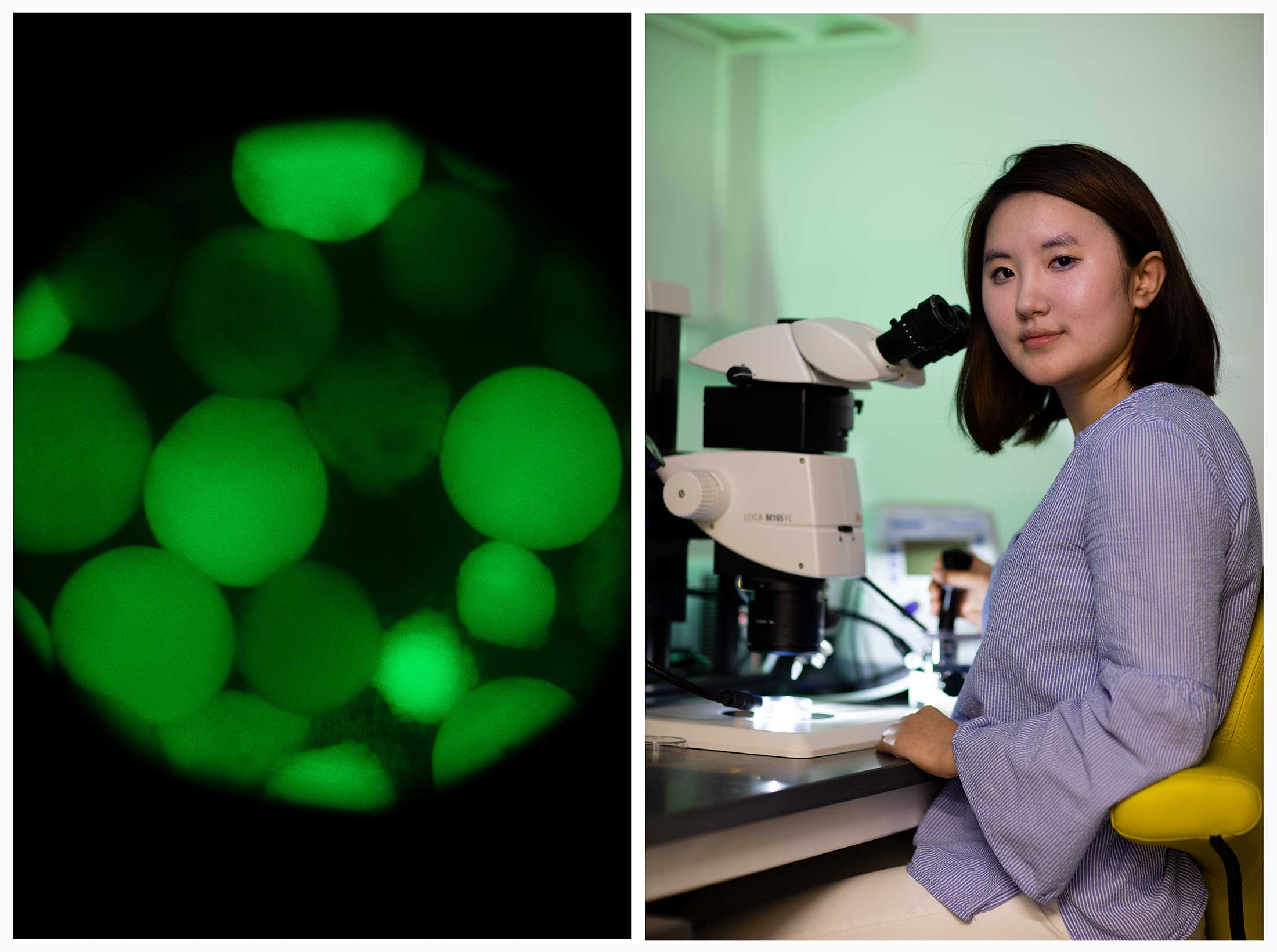 Jin Jeon ’22 sits at the microinjection station where she painstakingly inserted tiny rings of DNA into sea anemone embryos.
