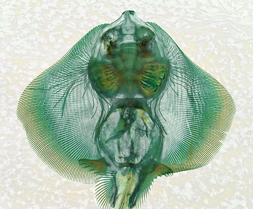 A green skeleton of a skate fish