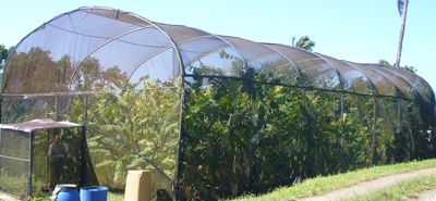 Experimental Heliconia Garden on Dominica