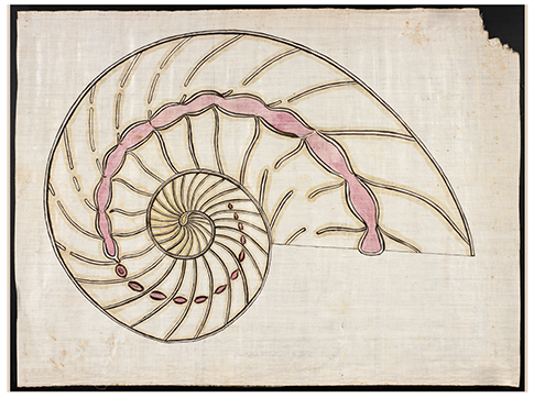 A drawing of a spiral ammonite fossil