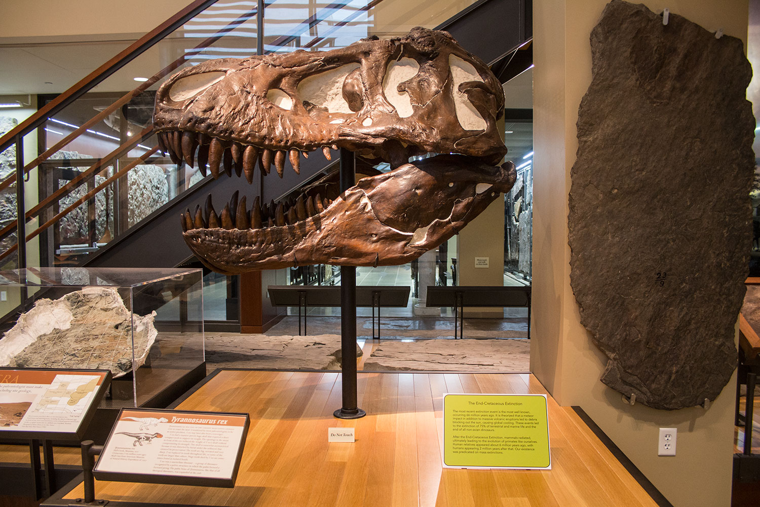 Fossil of T-rex skull in the Beneski Museum