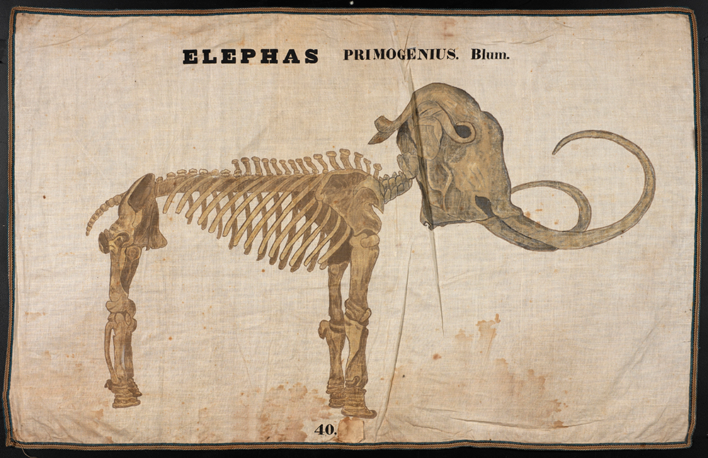 An old, faded drawing of a mammoth skeleton