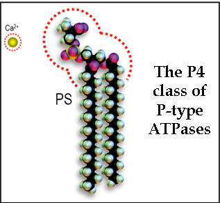 P4 Class of P-type ATPases