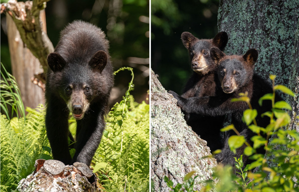 young black bears in the woods