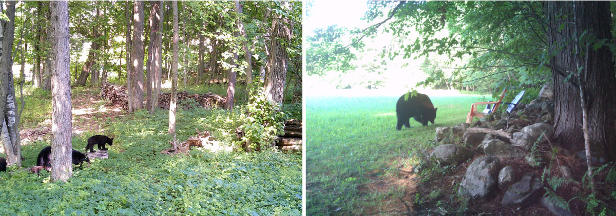 bears in yards photographed by residents