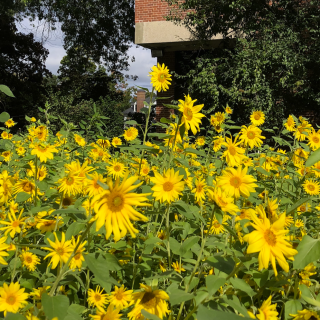 Sunflowers growing outside Buckley Recital Hall in 2022