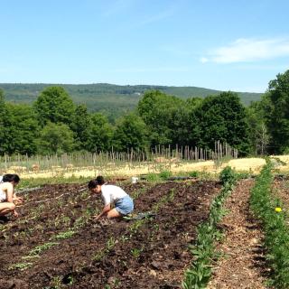 Three students kneel in the garden at Book & Plow to plant flowers. The mountains are visible in the distance.