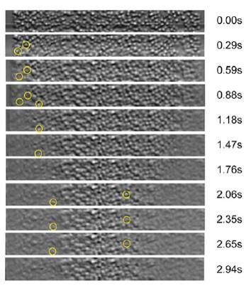 Poccia_Quantification_Image_2.jpg