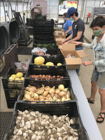 Two students and one staff member fill boxes with vegetables for the farmshare.