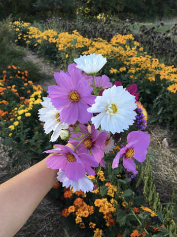 Holding a bunch of flowers from the farm