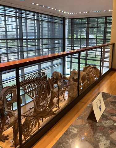 Overview of balcony with mammoth fossil below