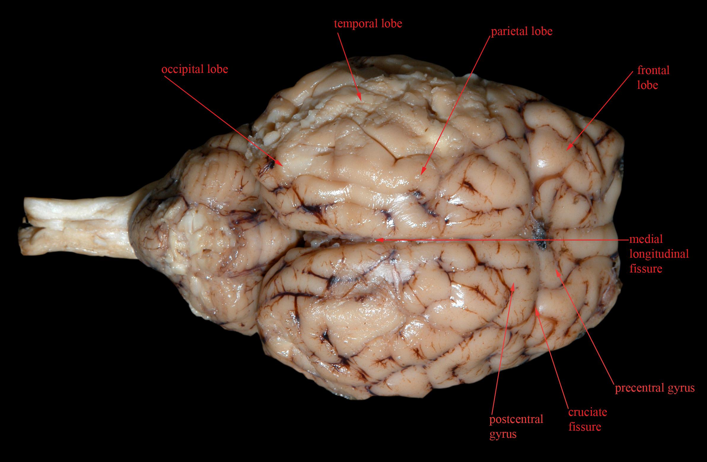 28 Sheep Brain Diagram Labeled Labeled Diagram Of