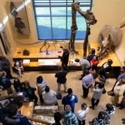 visitors listen to a tour guide in a gallery of dinosaur skeletons