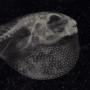 An x-ray of a puffer fish
